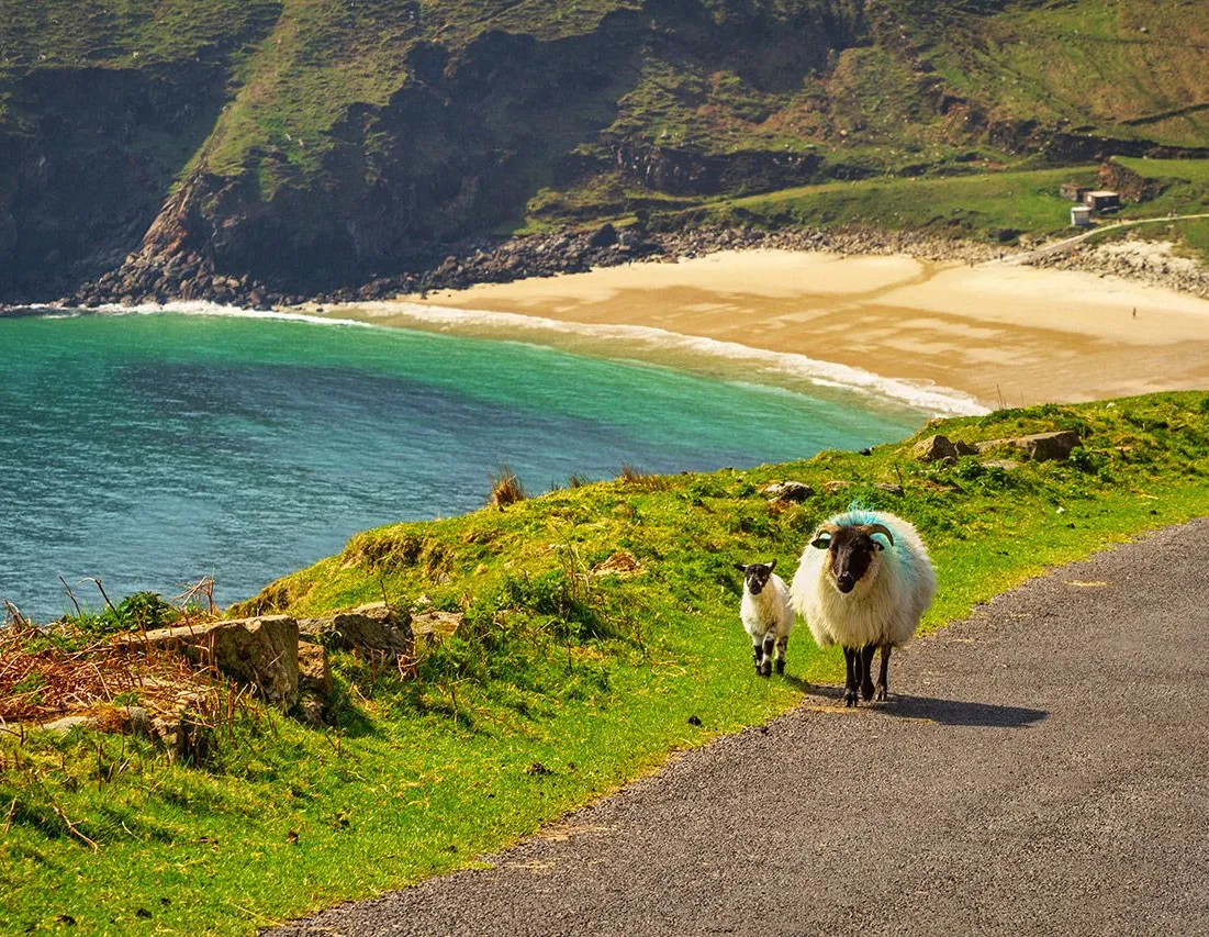 Trip Contribution to Ireland